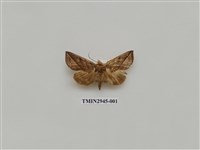 藏品(夜蛾291)的圖片